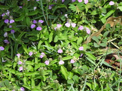 Rostellularia obtusa