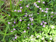 Rostellularia obtusa