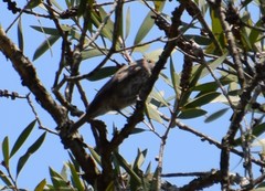 Acanthiza pusilla