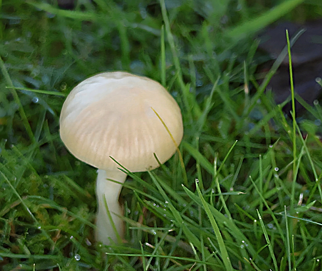 Cuphophyllus virgineus · November 2025 · photo: © ikelman (iNaturalist, cc0)