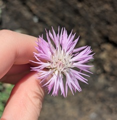Psephellus simplicicaulis