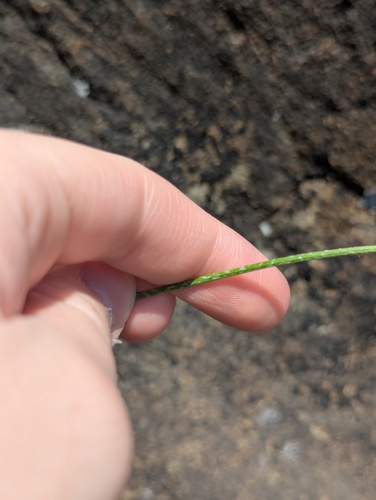 Psephellus simplicicaulis, photograph 4