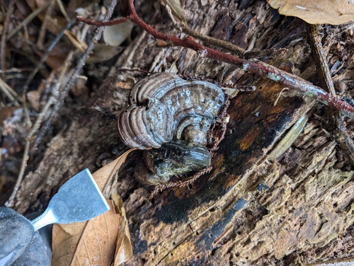 Ganoderma applanatum