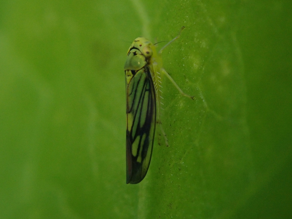Scopogonalia
