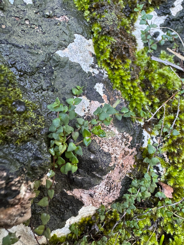 Micromeria filiformis, photograph 4