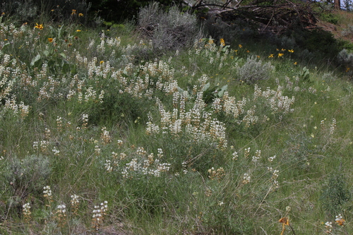 Lupinus sulphureus, photograph 2