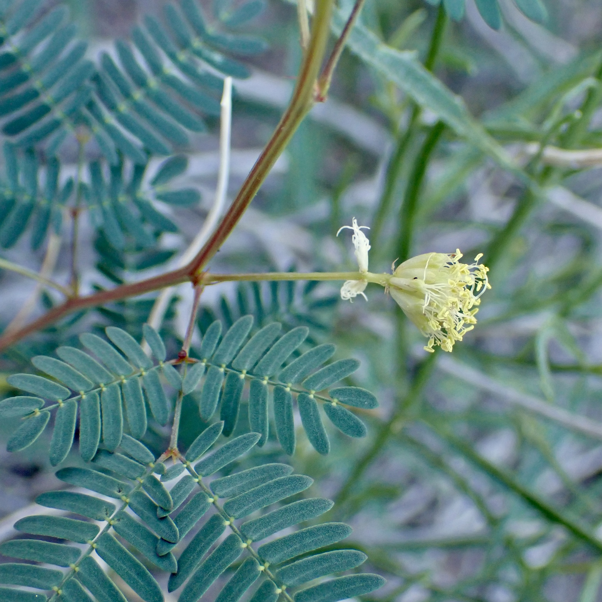 Coville's Bundleflower (Desmanthus covillei)