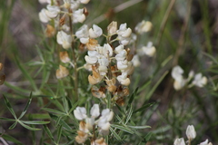 Lupinus sulphureus