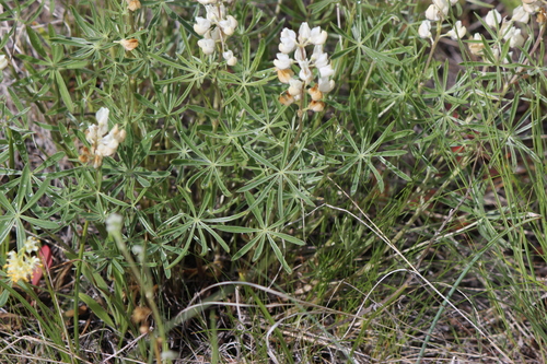 Lupinus sulphureus, photograph 1