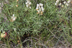 Lupinus sulphureus, photograph (c) Abby Hyde, some rights reserved (CC BY)