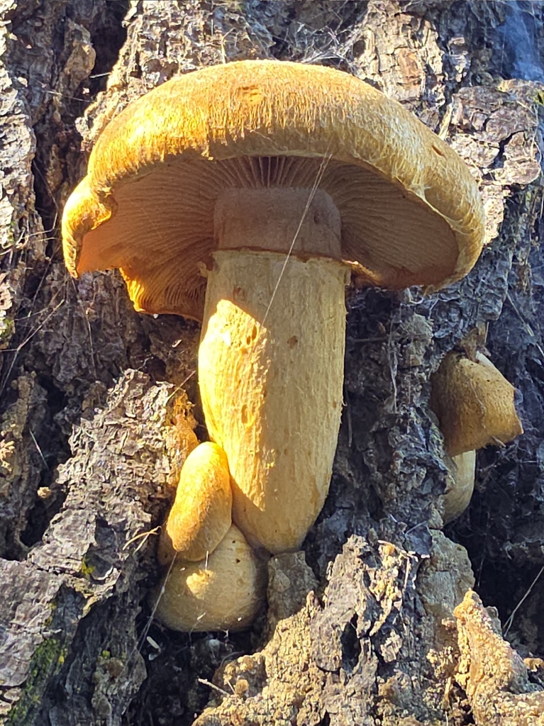 Gymnopilus ventricosus · November 2025 · photo: © lesliey (iNaturalist, cc-by)