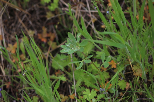 riverbar bird's-foot trefoil (Acmispon denticulatus)