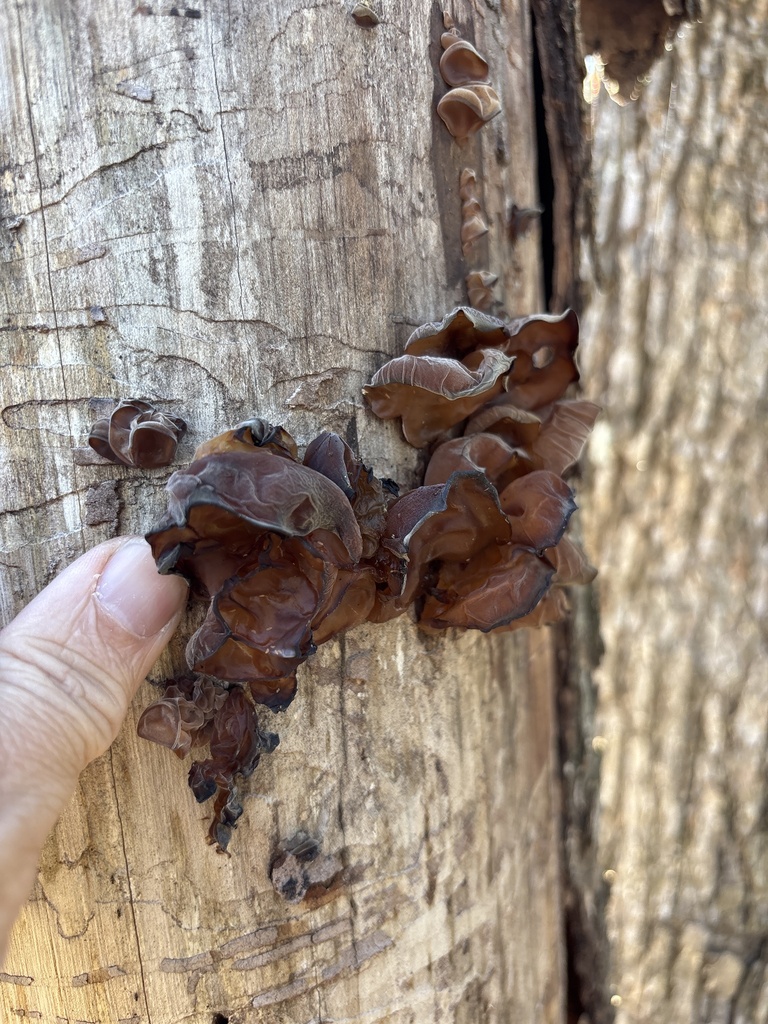 Auricularia americana · November 2025 · photo: © sambiology (iNaturalist, cc-by)