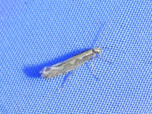 Diamondback Moth