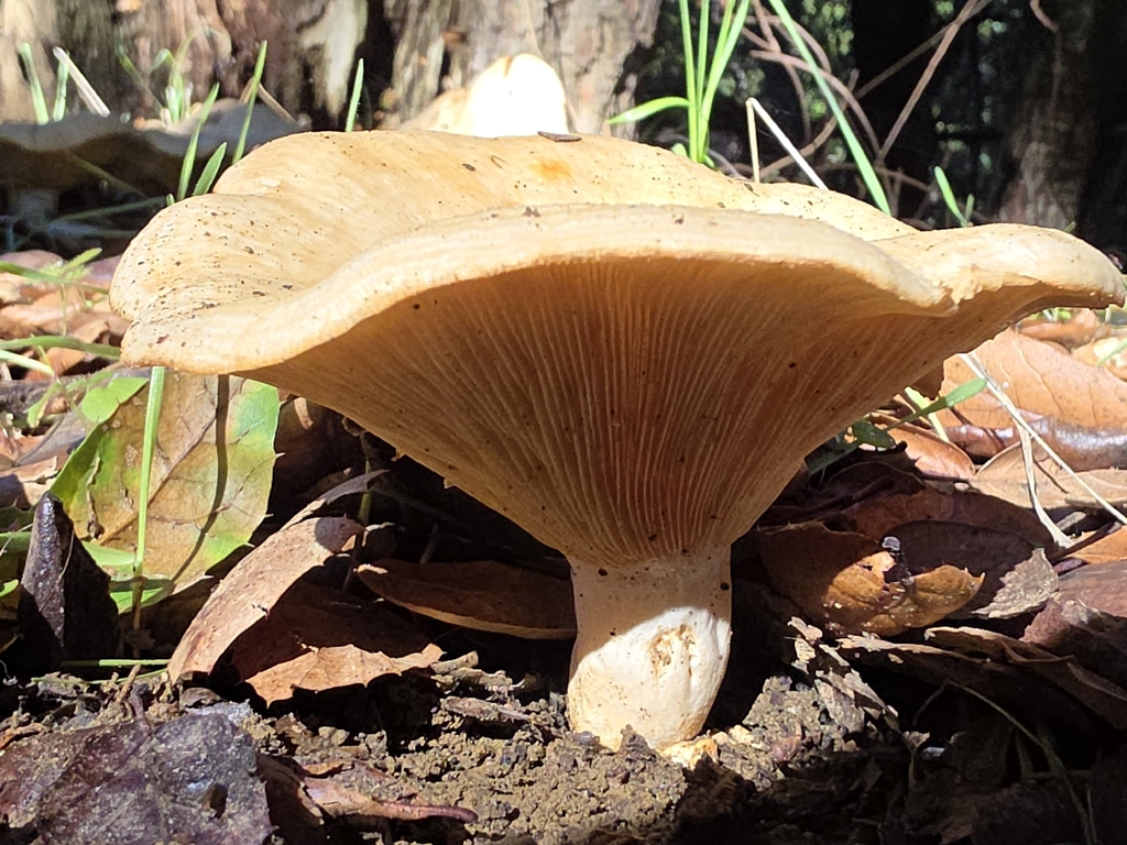 Lactarius alnicola · November 2025 · photo: © lesliey (iNaturalist, cc-by)