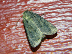 Apamea devastator