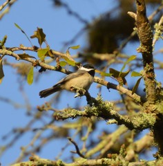 Poecile carolinensis