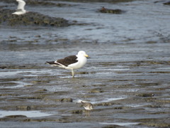 Larus atlanticus