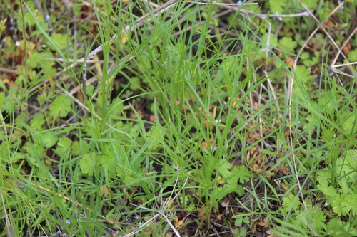 Gairdner's Yampah (Perideridia gairdneri)