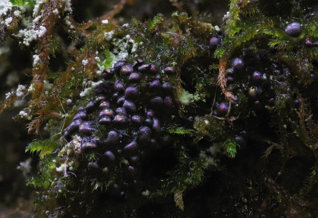 Diacheopsis mitchellii