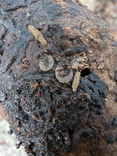 Resupinatus applicatus