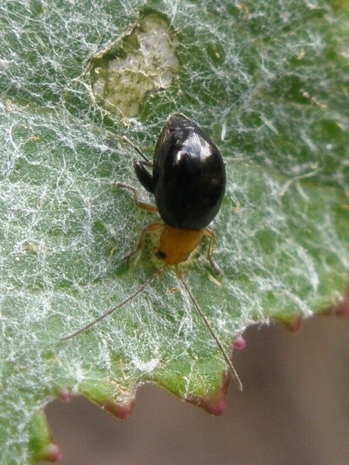 Longitarsus cinerariae
