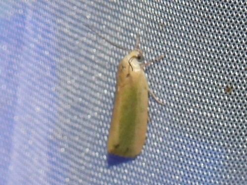 Egyptian Bollworm