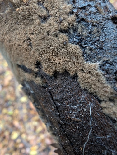 Trichaleurina tenuispora