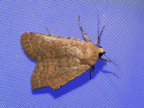 Caradrina flava