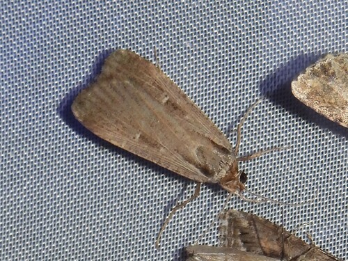 Alfalfa Looper Moth