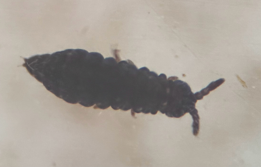 Springtail