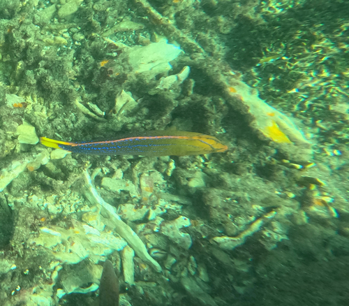 Coris marquesensis observed 2025-04-14