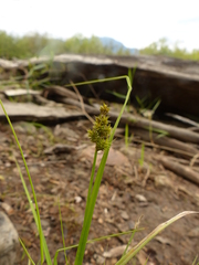 Carex arcta