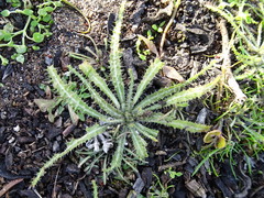 Amsinckia spectabilis