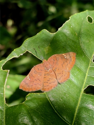 Curve-winged Metalmark (Curvie emesia)
