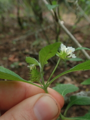 Lantana canescens