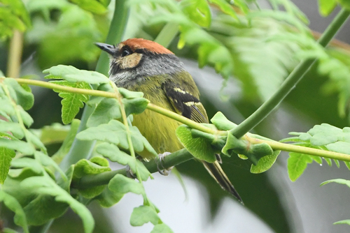 Rufous-crowned Tody-Flycatcher (Poecilotriccus ruficeps), photo 3