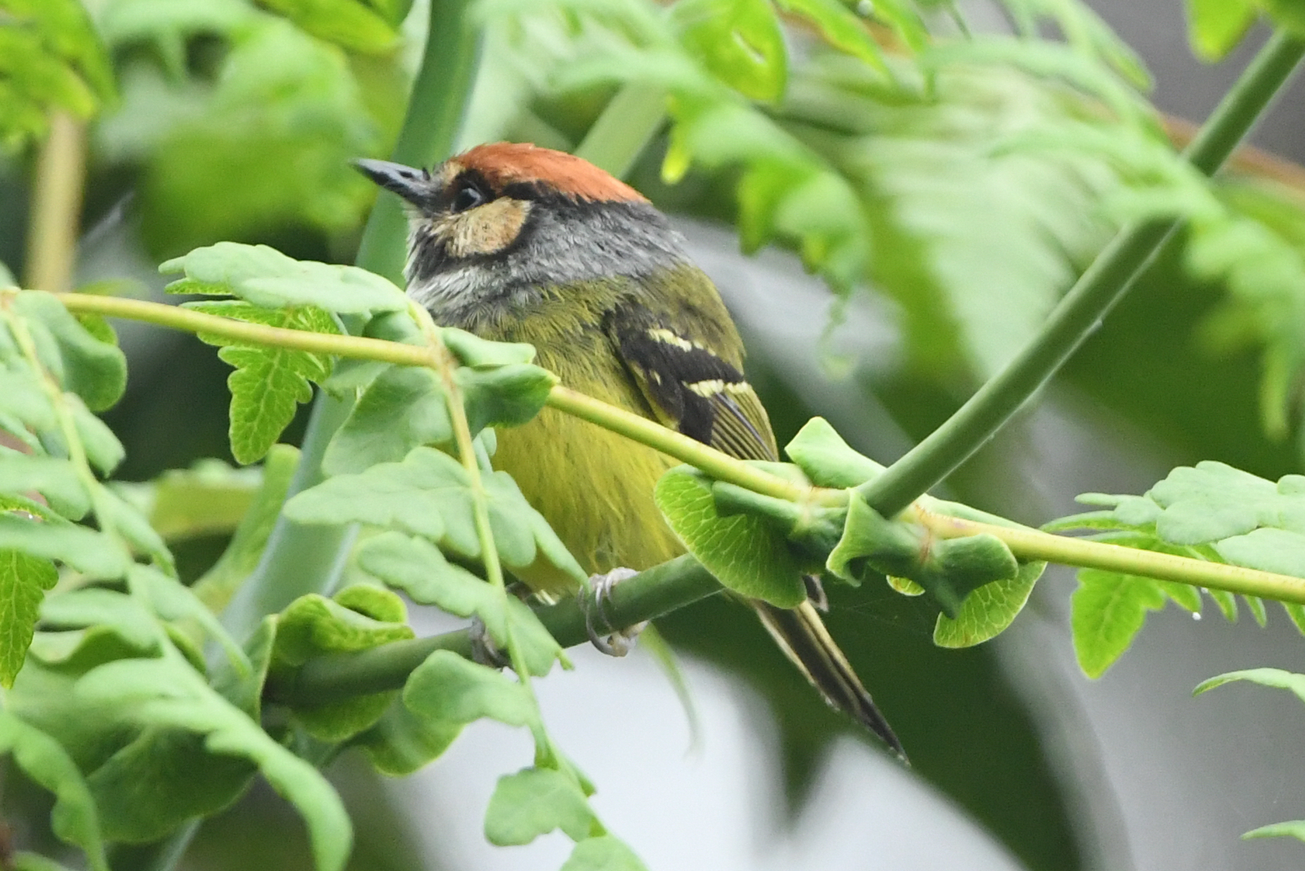 Rufous-crowned Tody-Flycatcher (Poecilotriccus ruficeps), photo 3