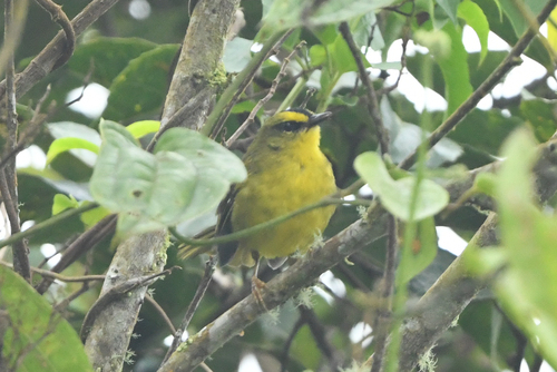 Black-crested Warbler (Myiothlypis nigrocristata), photo 5