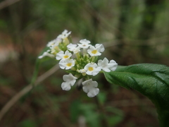 Lantana canescens