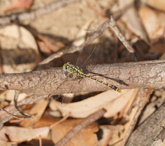Austrogomphus australis