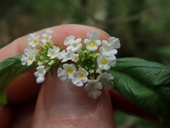 Lantana canescens