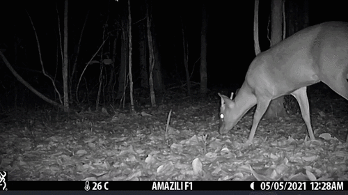 Yucatan Brown Brocket (Odocoileus pandora)