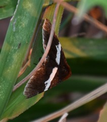 Buzara
