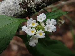 Lantana canescens