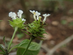 Lantana canescens