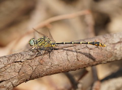 Austrogomphus australis