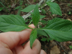 Lantana canescens