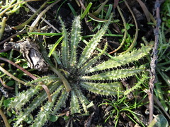 Amsinckia spectabilis