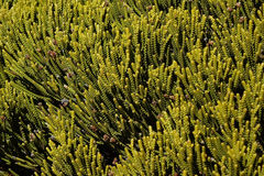 Veronica poppelwellii